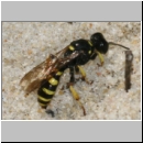 Crabro peltarius - Grabwespe w14a 12mm Teverener Heide.jpg